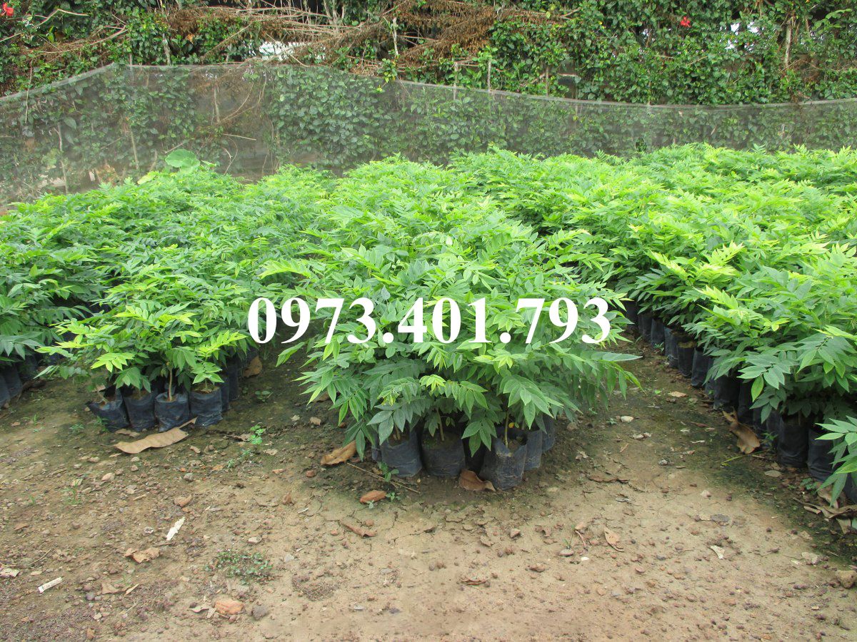 CÂY GIỐNG SƯA ĐỎ